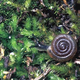 The Iowa Pleistocene snail.